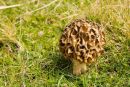 Common Morel Fungi 